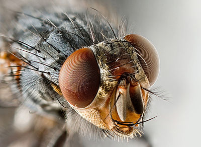 400px-Musca_domestica_Portrait
